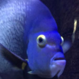 Profile photo of Elena